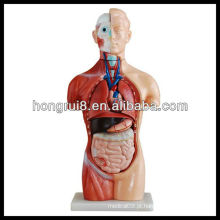 Modelo de torso humano unisex de 18 peças ISO 42-CM